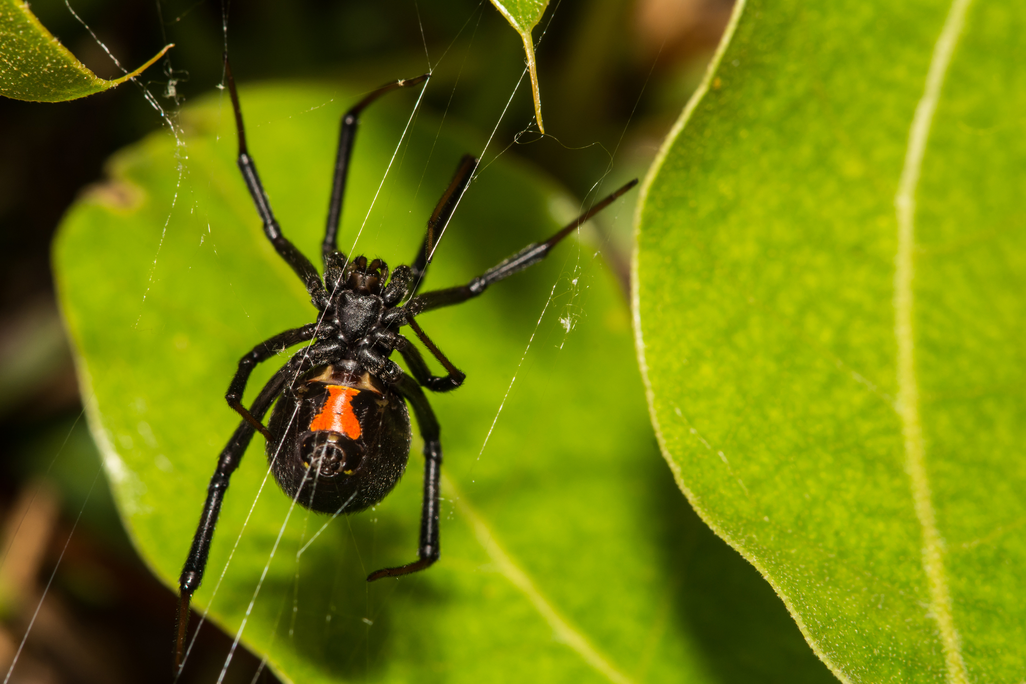 A black widow hangs from three threads.