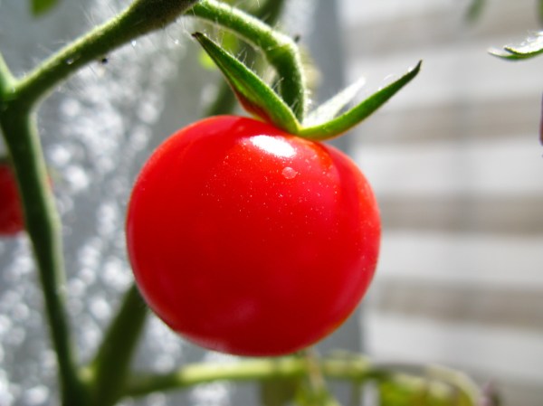 In The Future, Your Car Interior Could Be Made Of Tomatoes