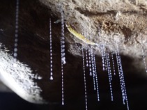 Glowworms trap dinner in fishing line made of water and urine