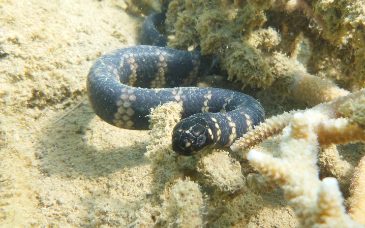 City-dwelling sea snakes are changing colors for a strange reason