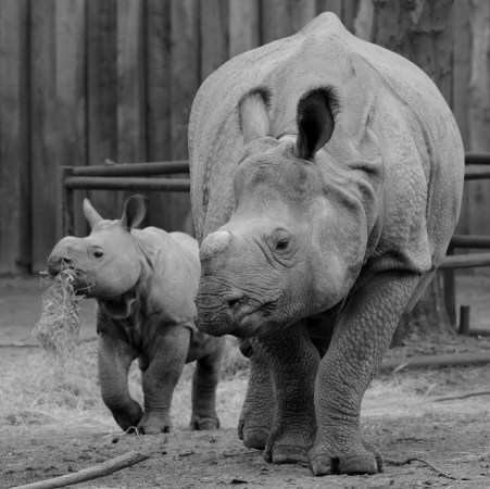 These animal moms go to extreme lengths to feed their babies