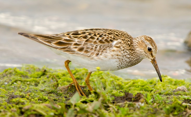 These adorable birds are sexual nomads—and that helps protect their species