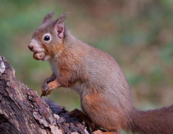 A Medieval strain of leprosy is infecting squirrels in the UK