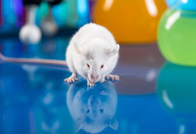An extra dose of this longevity hormone helped make mice smarter
