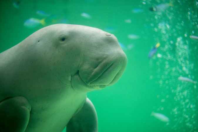 Dugong 