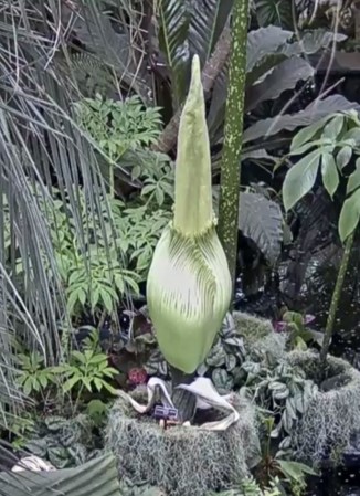 The New York Botanical Garden’s Corpse Flower Is About To Bloom