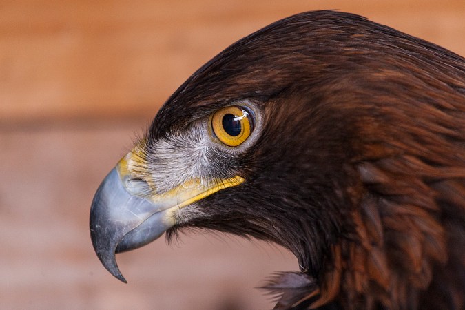 Where To Place Wind Turbines Without Killing Eagles