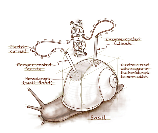 Rough Sketch: “A Snail Could Be Used as a Battery”