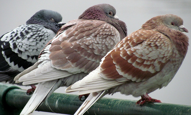 Pigeons Know When They’re Getting Bad Leadership Advice