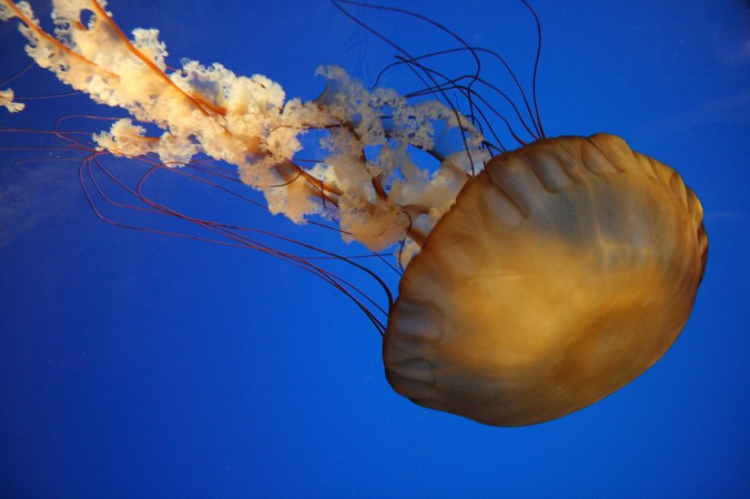 This Scary Giant Black Jellyfish Is Stinging Swimmers In Southern California