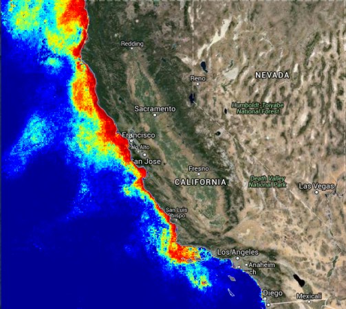 ‘Unprecedented’ Toxic Algal Blooms Off West Coast Hurt Sea Lions, Contaminate Sea Food