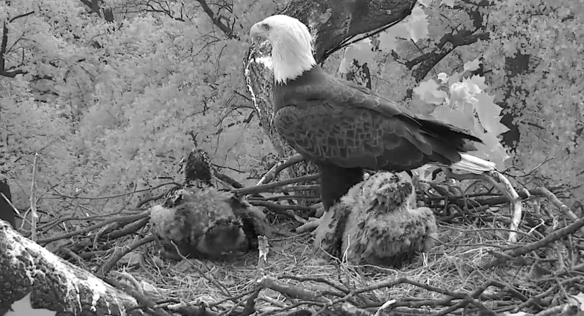 Bald Eagles