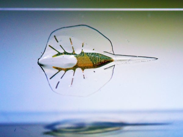 A Bio-Hybrid Stingray Robot Powered By Rat Muscle