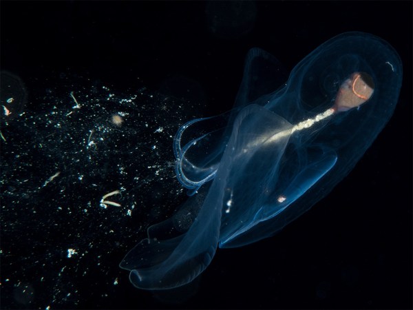 These sea creatures create magnificent mucus nets to catch their food