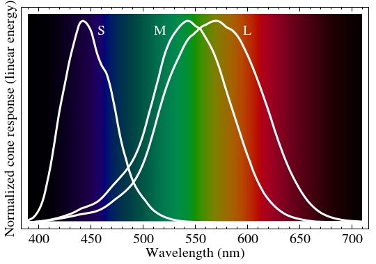 Light absorbed by cones