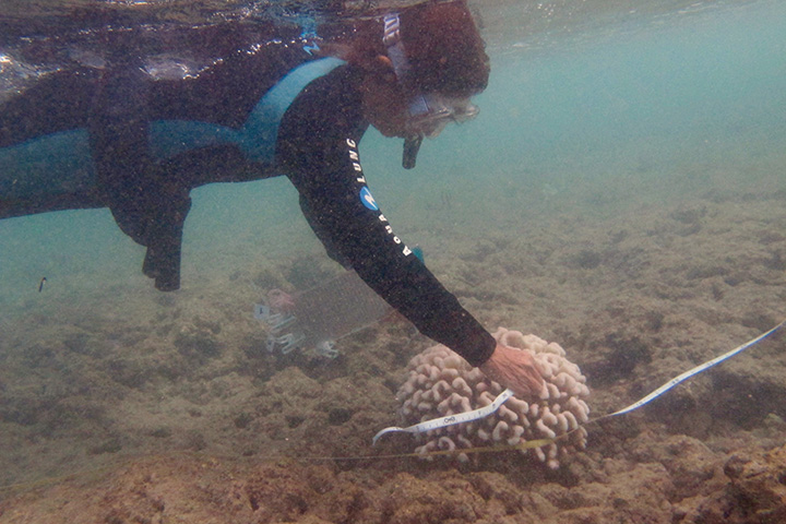 Dr. Ku‘ulei Rodgers conducting coral bleaching survey.