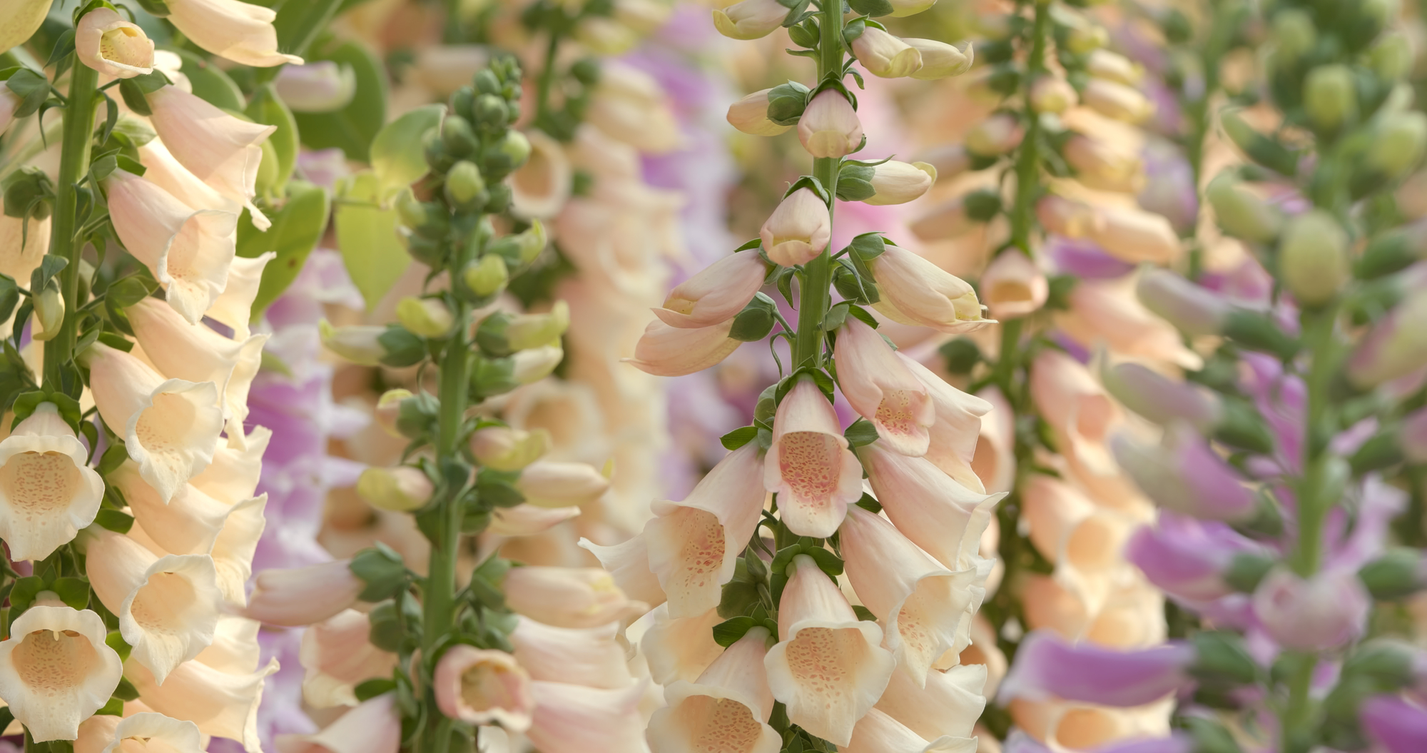 foxglove flowers