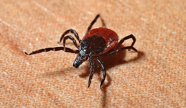 Lyme disease is thriving thanks to climate change