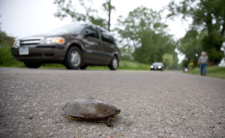 How one community rallied to save turtles from becoming roadkill