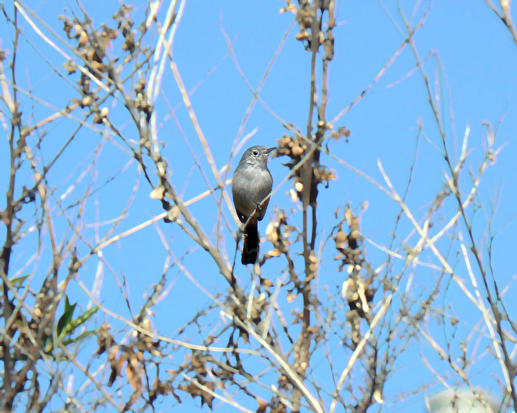 Coastal California Gnatcatcher