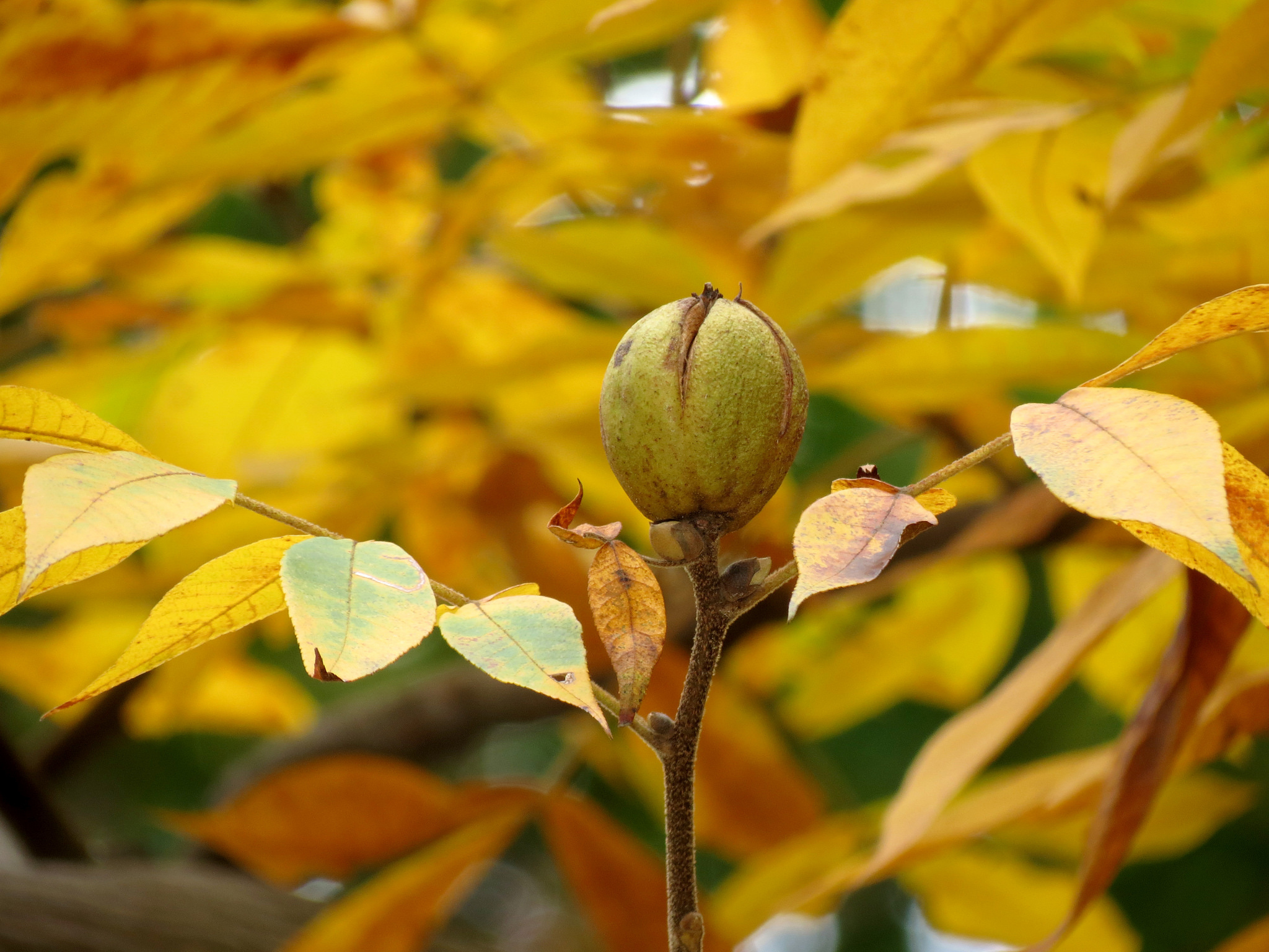 hickory nut