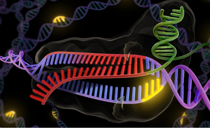 Improved Version Of CRISPR Gene Editing Tool Eliminates Errors