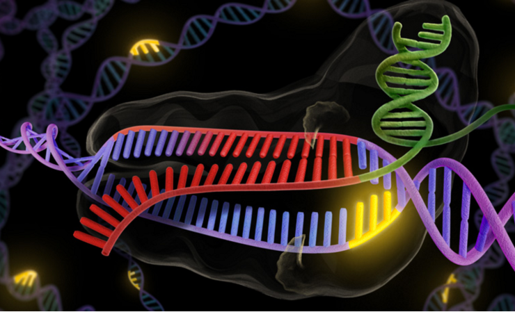 CRISPR Gene Editing Successfully Stops Muscular Dystrophy In Living Mice