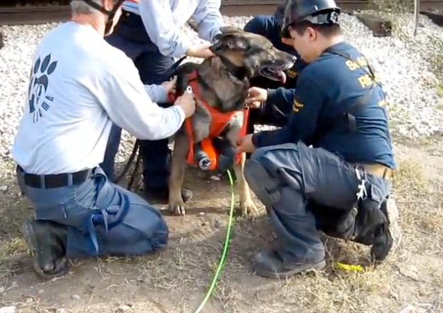 Video: Rescuing Disaster Victims With Snake Robots Deployed By Dogs