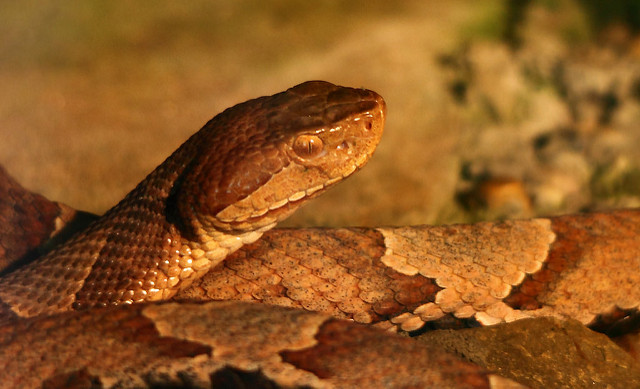 Rising temperatures are opening new territories for venomous creatures—including your backyard