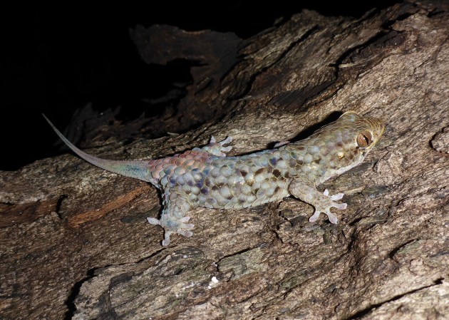 This newly discovered gecko can literally squirm right out of its skin