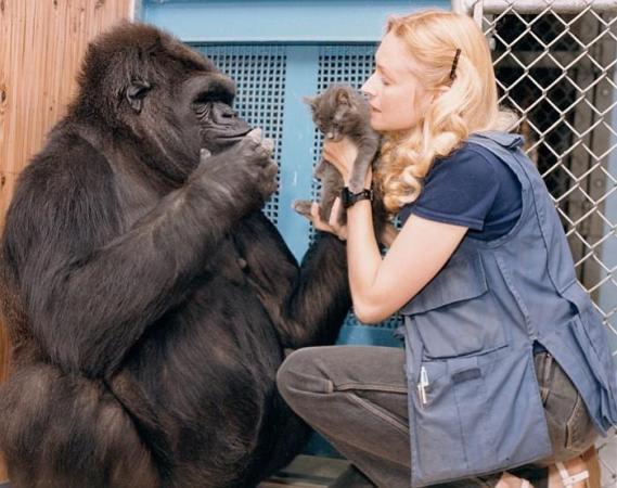 Koko, the beloved gorilla who communicated through sign-language, dies at age 46