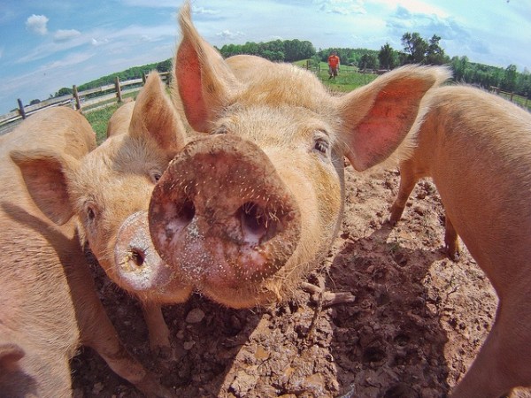 The Swine Flu You Can Get From American County Fairs