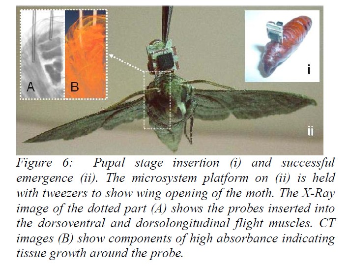 cyborg spy moth development stages