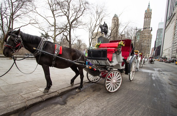 New York City’s Carriage Horses May Soon Get Microchip Implants