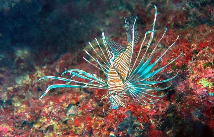 Lionfish Are Now Invading The Mediterranean