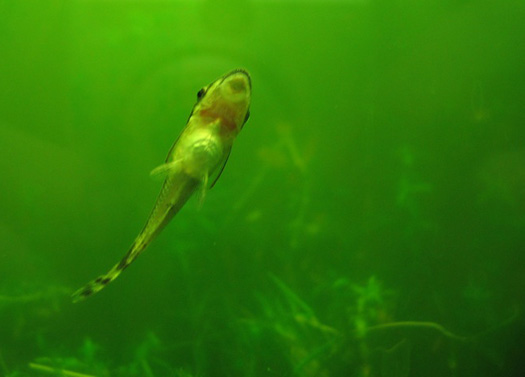 Struggles Making Algae Biofuel Lead To A Fishy Solution