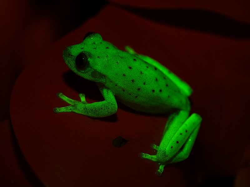 fluorescent tree frog