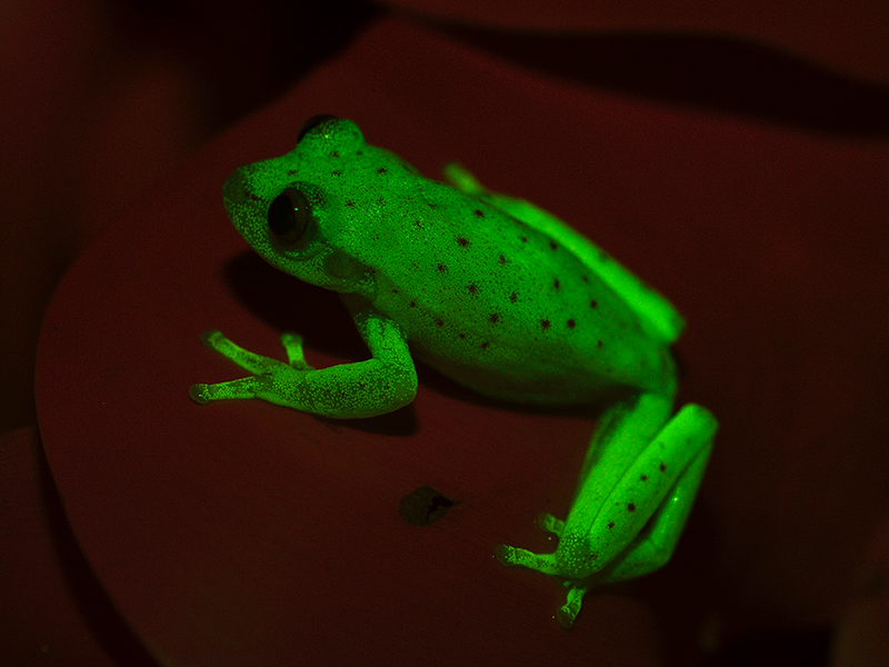fluorescent tree frog