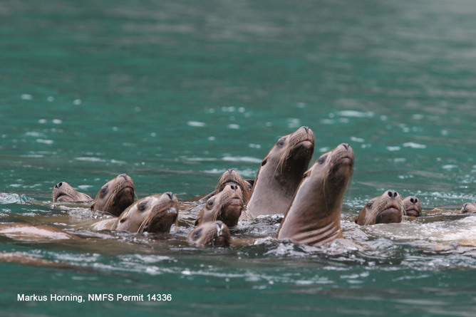 Mystery Of Alaska’s Disappearing Sea Lions Solved
