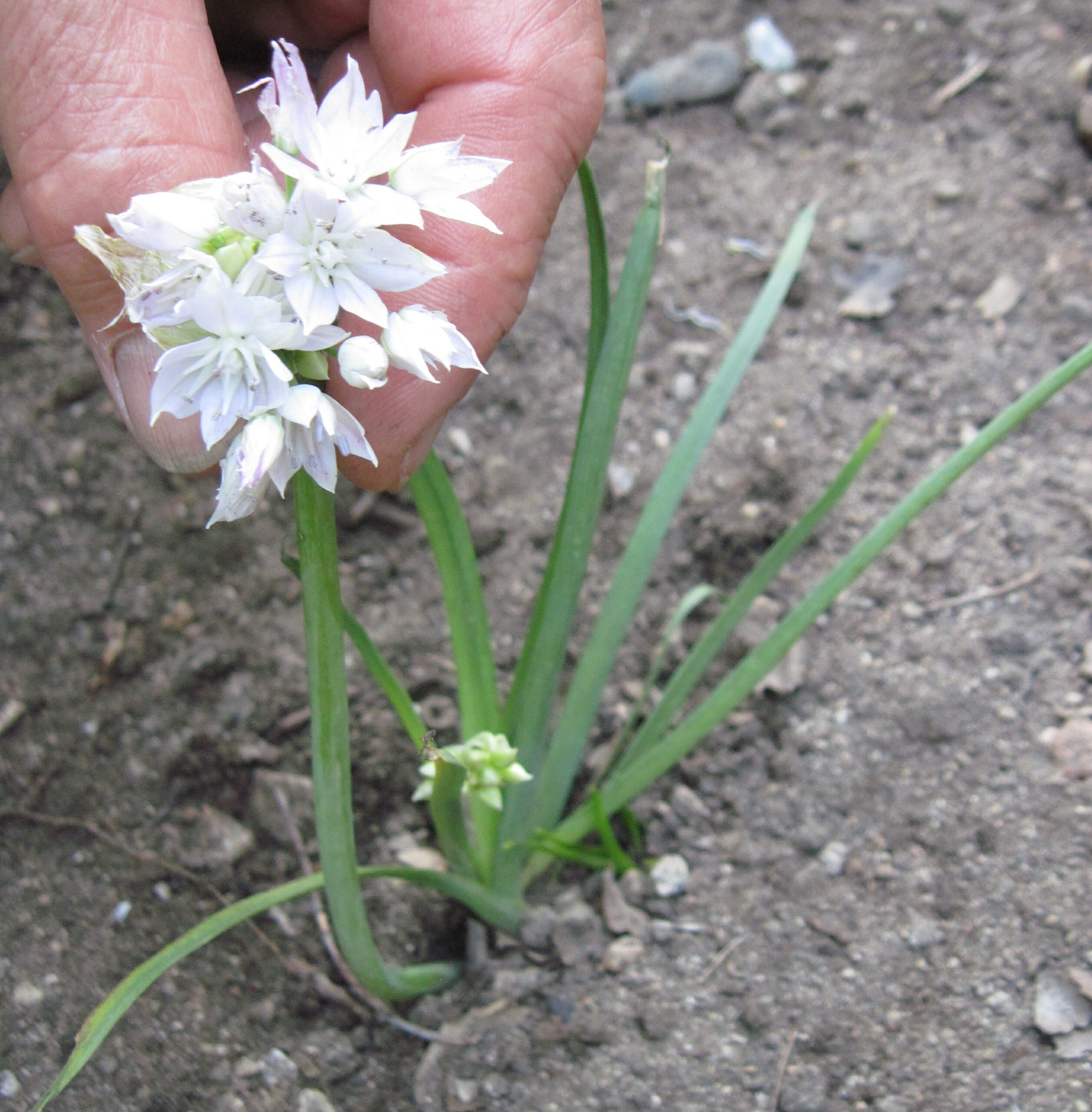 wild onion