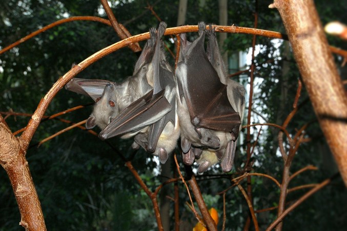 Don’t Just Blame Bats for Disease Outbreaks