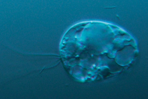 New Primordial Protozoan Species Is Not in Any Known Kingdom of Life