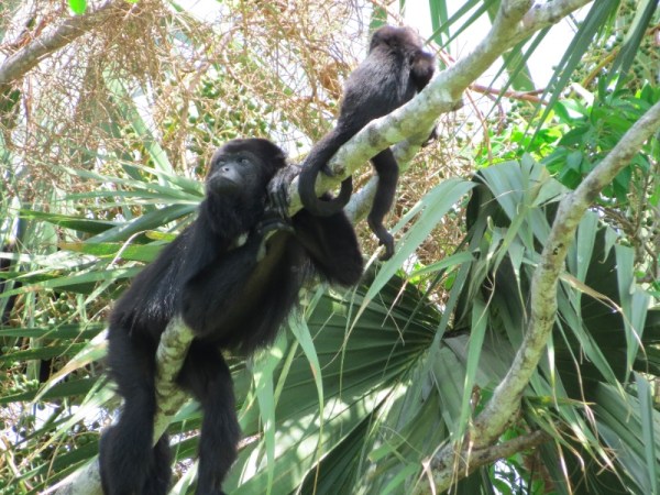 Which Cuddly Land Mammals Are Most In Danger From Climate Change?