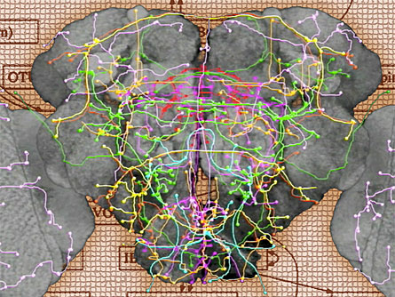 Map of Fruit Fly’s Neuron Clusters Offers Glimpse Into Our Own Minds’ Layout