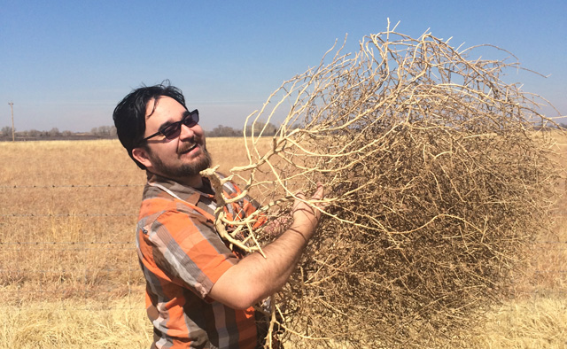 Oh, the Lonesome, Woesome Tumbleweed