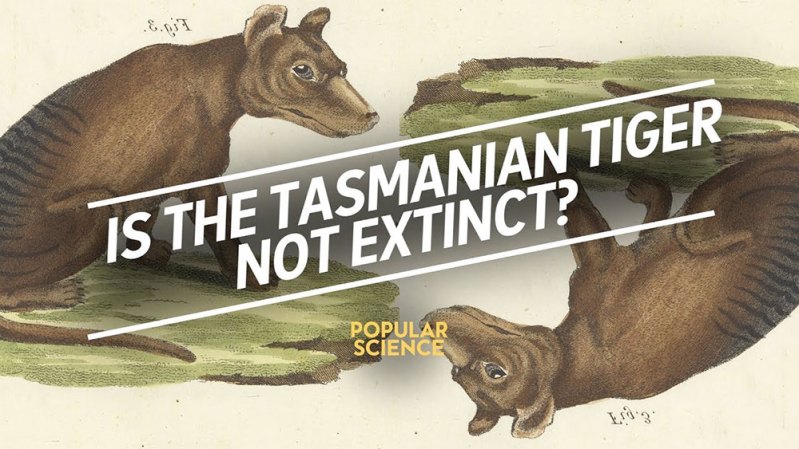 The search for the extinct Tasmanian tiger