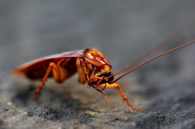 Hot, Humid Weather Makes Roaches Want To Fly