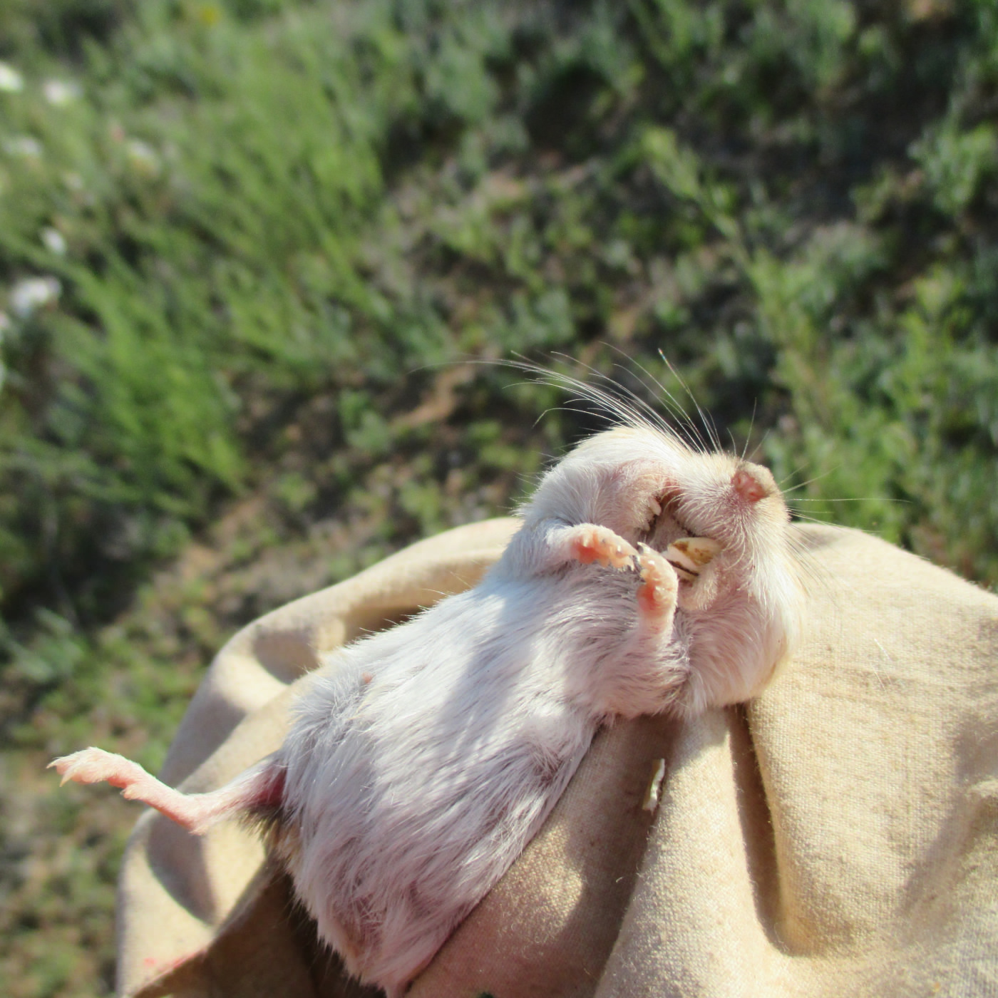 Silky pocket mouse with cheeks stuffed with oats.