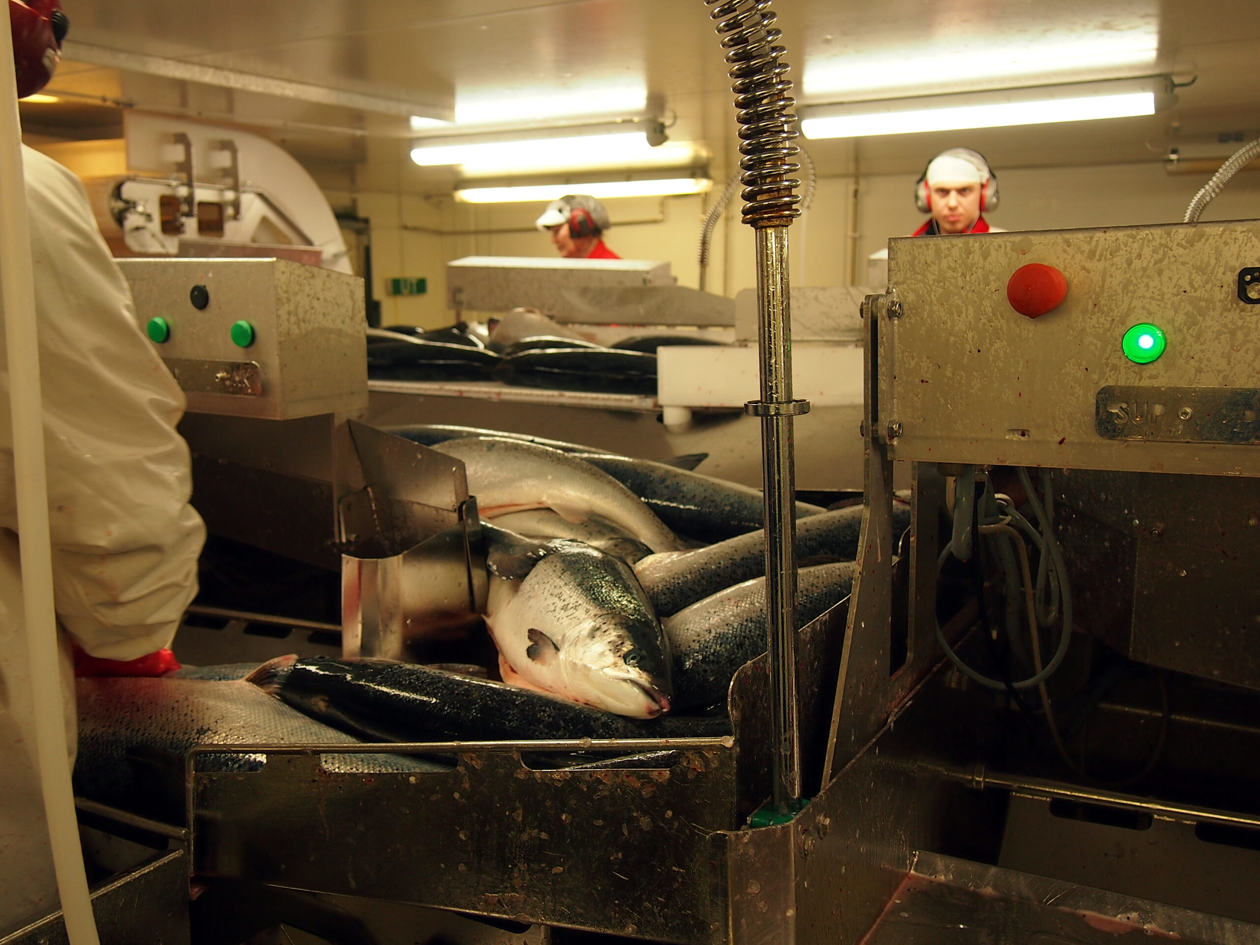 Prepping the Salmon for Sale