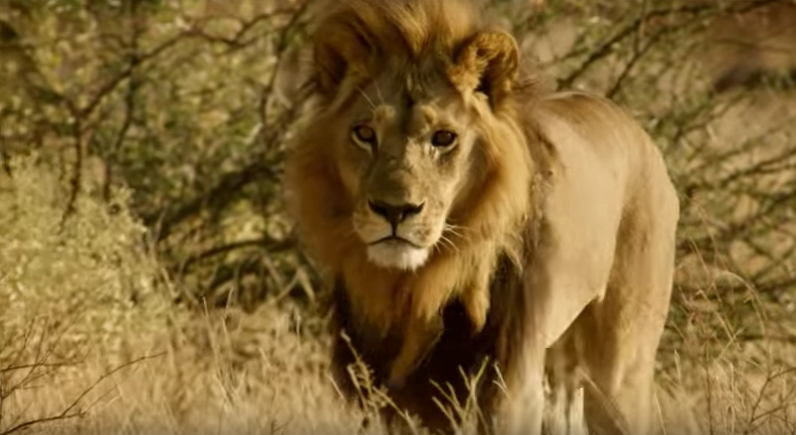 Androgynous Lionesses Strut And Roar In Manly Manes